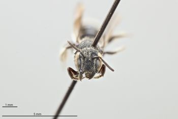 Media type: image;   Entomology 793016 Aspect: head frontal view